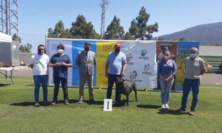 Güímar acogió una nueva edición del Concurso Monográfico del Presa Canario