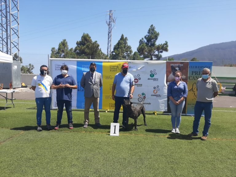 Güímar acogió una nueva edición del Concurso Monográfico del Presa Canario