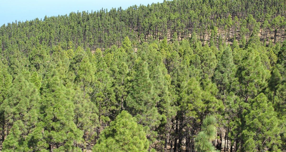 APROVECHAMIENTO FORESTAL VECINAL