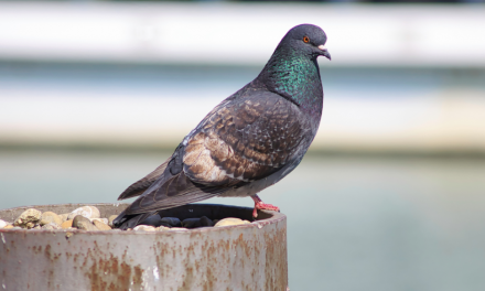 El Ayuntamiento de Arico lanza una licitación para el control de palomas por 16.000 euros.