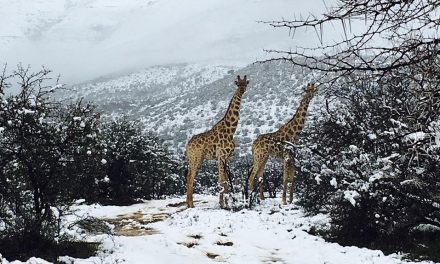 Inusual Nevada Cubre el Sur de África con un Manto Blanco.